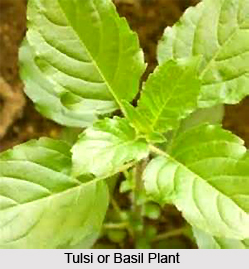 Female Diseases cured by Tulsi
