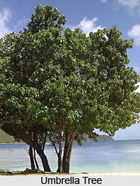 Umbrella Tree