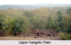 Upper Gangetic Plains Moist Deciduous Forests in India