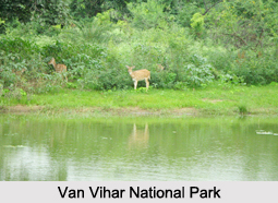 National Parks in Madhya Pradesh