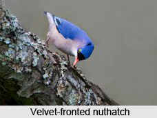 Velvet-Fronted Nuthatch, Indian Bird