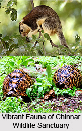 Chinnar Wildlife Sanctuary, Idukki District, Kerala
