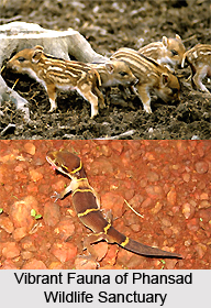 Phansad Wildlife Sanctuary, Raigad District, Maharashtra