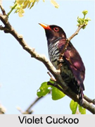 Indian Cuckoos