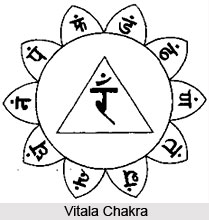 Patala  Chakras
