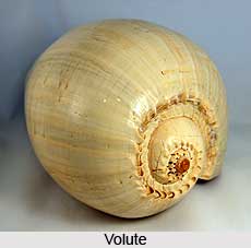 Volutes, Indian Marine Species