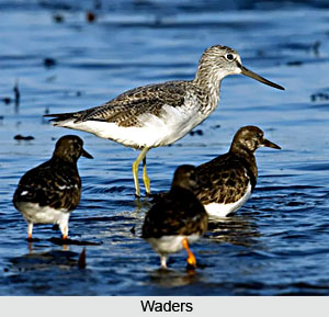 Waders, Indian Birds