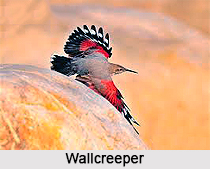 Wallcreeper, Indian Bird