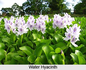 Water Plants , Indian Plant