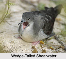 Indian Shearwaters, Indian Birds
