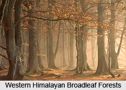 Western Himalayan Broadleaf Forests