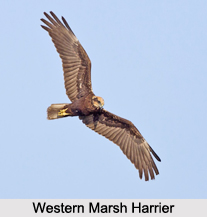Indian Harriers, Indian Birds