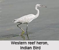 Western Reef Heron, Indian Bird