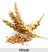 Wheat Dishes in India