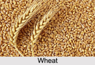 Wheat, Indian Food Crop