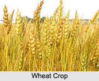 Indian Crops, Indian Vegetation