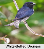 Indian Drongos, Indian Birds