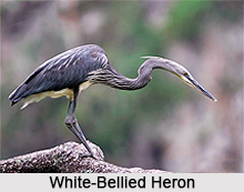 White-bellied heron, Indian Bird