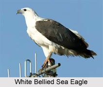 White-Bellied Sea Eagle, Indian Bird