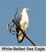 Indian Eagles, Indian Birds
