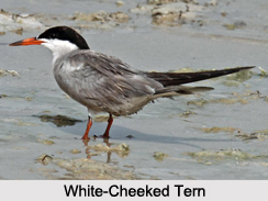 Indian Terns, Indian Birds
