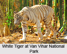 Van Vihar National Park, Bhopal, Madhya Pradesh