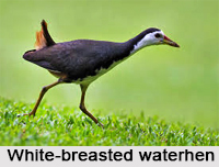 White-Breasted Water Hen, Indian Bird