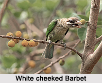 White-cheeked barbet, Indian Bird