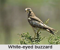 White-Eyed Buzzard, Indian Bird