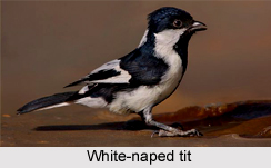 White-Naped Tit, Indian Bird