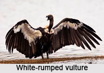 White-Rumped Vulture, Indian Bird