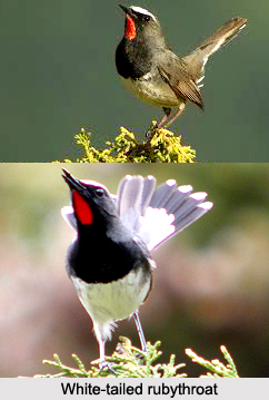 White-Tailed Rubythroat, Indian Bird