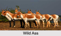 Wildlife in Kutch, Indian Wildlife