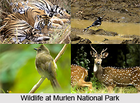 Murlen National Park, Champhai District, Mizoram
