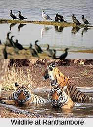 Places of Interest in Sawai Madhopur