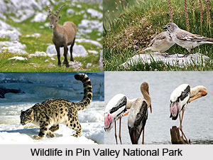 Pin Valley National Park, Himachal Pradesh