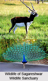 Sagareshwar Wildlife Sanctuary, Sangli District, Maharashtra