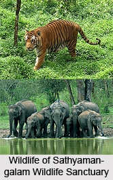 Sathyamangalam Wildlife Sanctuary, Erode District, Tamil Nadu