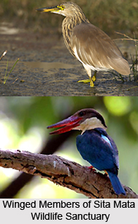 Sita Mata Wildlife Sanctuary, Pratapgarh District, Rajasthan