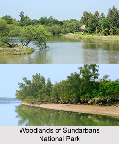Sundarbans National Park, West Bengal