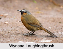 Indian Laughingthrushes, Indian birds