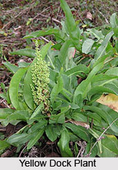 Yellow Dock, Indian Medicinal Plant