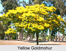 Yellow Goldmohur, Indian Medicinal Plant