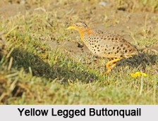 Indian Buttonquails, Indian Birds