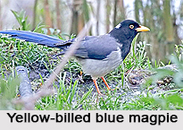 Yellow-Billed Blue Magpie, Indian Bird