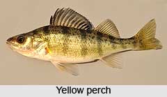 Sea Perches, Indian Marine Species