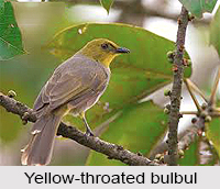 Yellow-Throated Bulbul, Indian bird