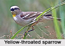 Yellow-Throated Sparrow, Indian Bird