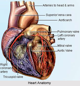 Yoga for Heart, Yoga and Health