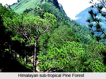 Forests of Chamoli District